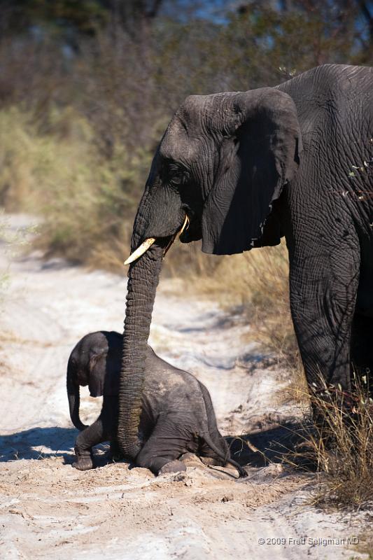 20090614_095217 D3 X1.jpg - Follow these 7 photos taken over a period of 2 minutes.  The baby is 4 days old (rare to see one that young).  Watch him sudenly fall down and the Mom helps pick him up with her trunk